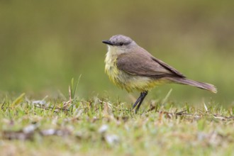 Cattle Tyrant (Machetornis rixosa) perched on the ground in the Atlantic rainforest of southeast