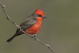 Vermilion Flycatcher (Pyrocephalus rubinus), Arizona, USA, North America