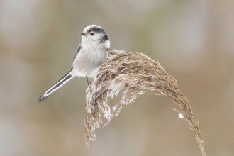 Long-tailed Tit (Aegithalos caudatus), Rhineland-Palatinate, Germany, Europe