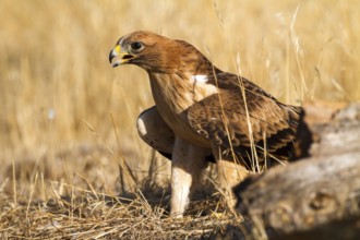 Booted Eagle (Hieraaetus pennatus) juvenile, Castile and Leon, Spain, Europe