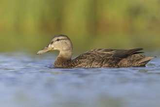 American Black Duck (Anas rubripes), Newfoundland, Canada, North America