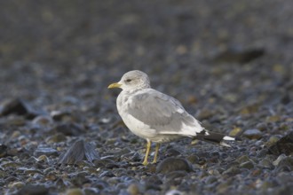 Mew Gull (Larus canus), British Columbia, Canada, North America