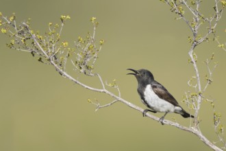 Black Honeyeater (Sugomel nigrum) singing, Western Australia, Australia, Oceania