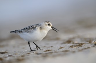 Sanderling (Calidris alba), Sanderling, diesjaehriger Jungvogel im Schlichtkleid, am Strand der