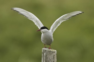 Arctic Tern (Sterna paradisaea), Iceland, Europe