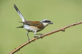Red-backed Shrike (Lanius collurio) male perched on a branch, Aosta Valley, Italy, Europe