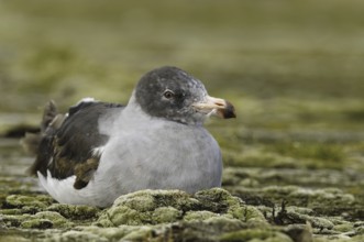 Dolphin Gull (Leucophaeus scoresbii), Falkland Islands, South America