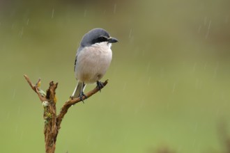 Southern Grey Shrike (Lanius meridionalis) male perched on a branch in rain, Andalusia, Spain,