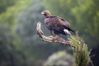 Golden Eagle (Aquila chrysaetos) juvenile perched on a branch, Andalusia, Spain, Europe