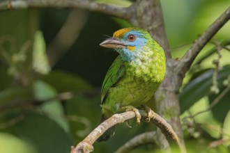 Yellow-fronted Barbet (Megalaima flavifrons) im Sinharaja Rain Forest