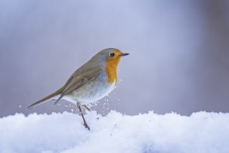 European Robin (Erithacus rubecula) in snow, Saxony-Anhalt, Germany, Europe
