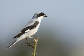 Lesser Grey Shrike (Lanius minor), Cyprus, Europe