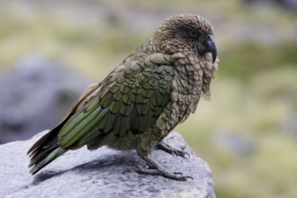 Kea (Nestor notabilis), New Zealand, Oceania