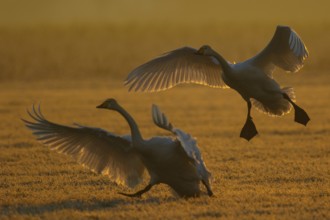 Whooper Swan (Cygnus cygnus) landing North Rhine-Westphalia, Germany, Europe