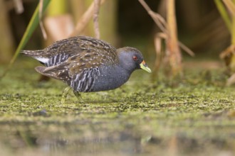 Australian Crake (Porzana fluminea) foraging, Victoria, Australia, Oceania