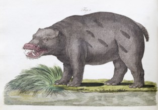 Hippopotamus or hippopotamus (Hippopotamus amphibius), hand-coloured copperplate engraving