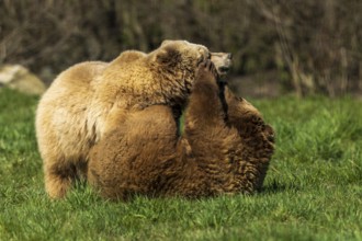 Two bears playfully wrestling in the grass in a natural environment, brown bear (Ursus (arctos),