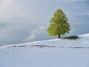 Solitary tree, lime tree (Tilia), standing on a snow-covered hill during leaf emergence, Neuheim,