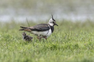Lapwing (Vanellus vanellus) with young, Lower Saxony, Germany, Europe