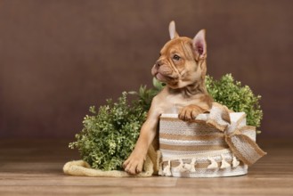 Cute Mokka Sable French Bulldog puppy with long helathy nose in box in front of brown background