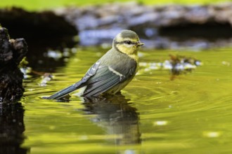 Blue Tit (Parus Caeruleus) Germany