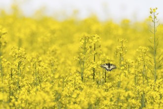 A swallowtail (Papilio machaon) sitting on yellow flowers in a flowering rape field symbolising