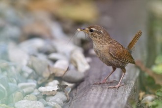 Eurasian Wren (Troglodytes troglodytes) carrying insect in beak, Bavaria, Germany, Europe