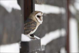 Barn owl (Tyto alba), Czech Republic, Europe