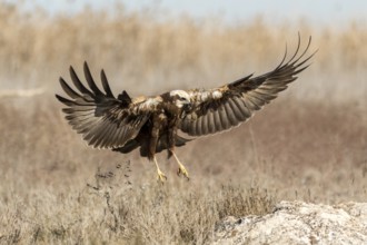 Western Marsh Harrier (Circus aeruginosus) female flying, Castile-La Mancha, Spain, Europe