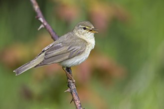 Willow Warbler (Phylloscopus trochilus) singing from a thorny branch, Poland, Europe