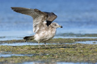 Pacific Gull (Larus pacificus georgii) juvenile flapping, South Australia, Australia, Oceania