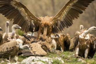 Griffon Vulture (Gyps fulvus) wrangling, Castile and Leon, Spain, Europe