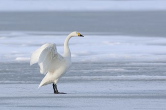 Tundra Swan (Cygnus columbianus bewickii) flapping, Netherlands