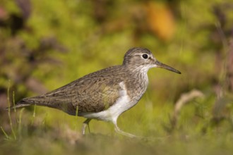 Common Sandpiper (Actitis hypoleucos), North Rhine-Westphalia, Germany, Europe