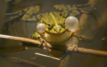Teichfrosch (Pelophylax)