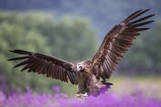 Cinereous Vulture (Aegypius monachus) flying, Madrid, Spain, Europe