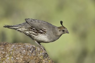 Gambel's Quail (Callipepla gambelii) female, Arizona, USA, North America
