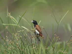Tricolored Munia (Lonchura malacca), Sri Lanka, Asia