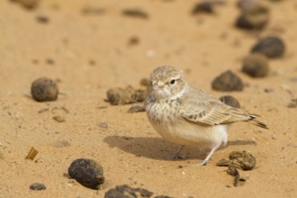Bar-tailed Lark (Ammomanes cinctura), Morocco, Africa