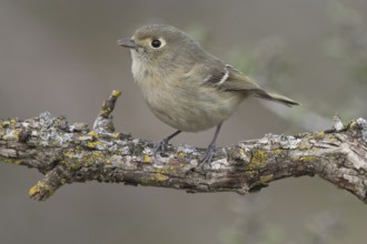 Hutton's Vireo (Vireo huttoni) male, California, USA, North America