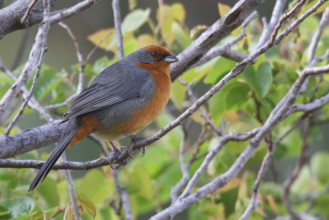 Cochabamba Mountain-Finch (Poospiza garleppi) perched on a branch in Bolivia, South America