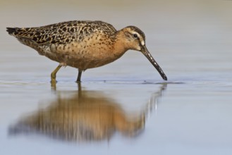 Short-billed Dowitcher (Limnodromus griseus), Manitoba, Canada, North America