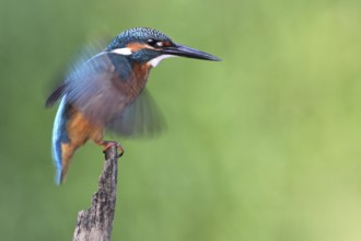 Common Kingfisher (Alcedo atthis) juvenile, Saxony-Anhalt, Germany, Europe