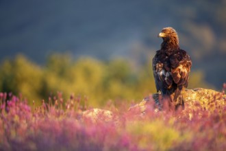 Golden Eagle (Aquila chrysaetos) perched on a rock amongst flowers, Madrid, Spain, Europe