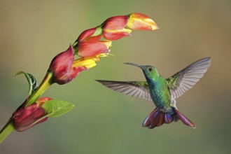 Green-breasted Mango (Anthracothorax prevostii), Puntarenas, Costa Rica, Central America