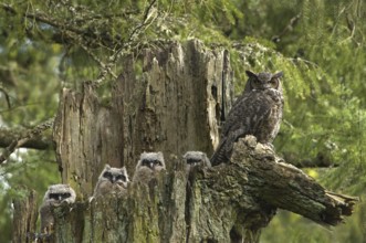 Great Horned Owl (Bubo virginianus), Canada, North America