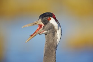 Common Crane, Grus grus, big bird in the nature habitat, Lake Hornborga, Sweden. Wildlife scene