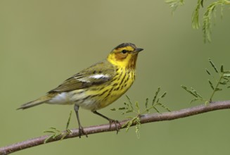 Cape May Warbler (Setophaga tigrina), Texas, USA, North America