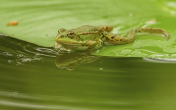 Teichfrosch (Pelophylax)