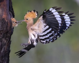 Eurasian Hoopoe (Upupa epops) feeding chick in breeding cavity, Saxony-Anhalt, Germany, Europe
